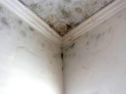 Brilliant, OH Mold Removal Services Company