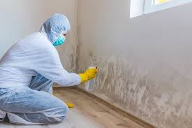 Best Environmental Consulting for Mold Prevention  in Brilliant, OH