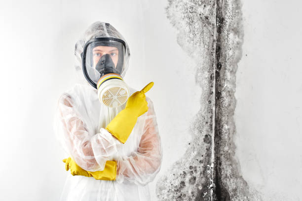 Environmental Consulting for Mold Prevention in Brilliant, OH