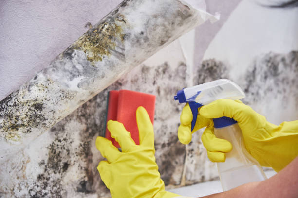 Why You Should Choose Our Mold Remediation Services in Brilliant, OH